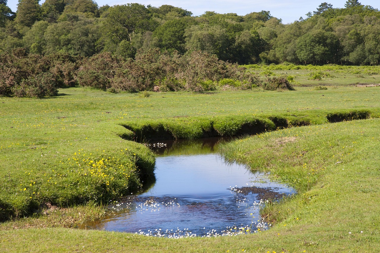 Stream winding through New Forest grassland