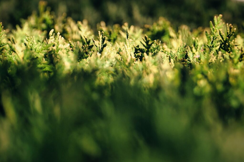 Sunlight falling on a green evergreen hedge